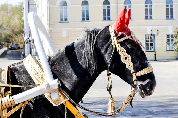 2014 year of the horse, the horse of wedding — Stock Photo, Image