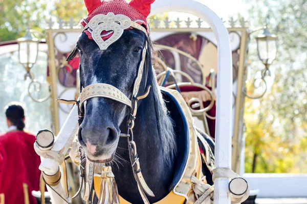 2014 year of the horse, the horse of wedding — Stock Photo, Image
