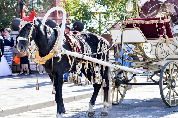 2014 年的马，这匹马的婚礼 — 图库照片