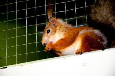 Sincap kafes içinde