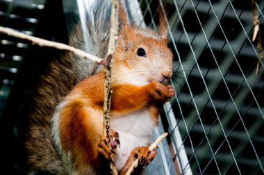 Sincap kafes içinde