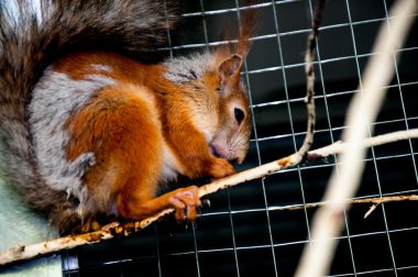 Sincap kafes içinde