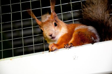 Sincap kafes içinde