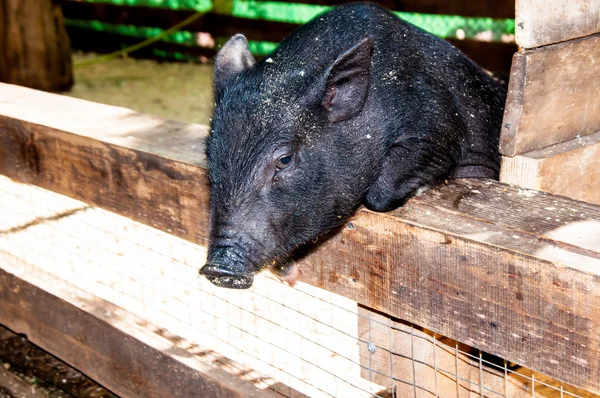 Small, black piglet — Stock Photo, Image