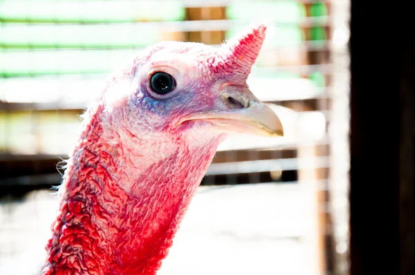 Turkey head — Stock Photo, Image