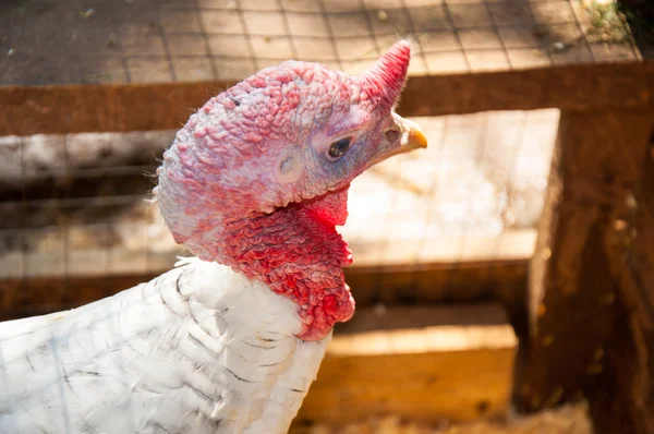 Turkey head — Stock Photo, Image