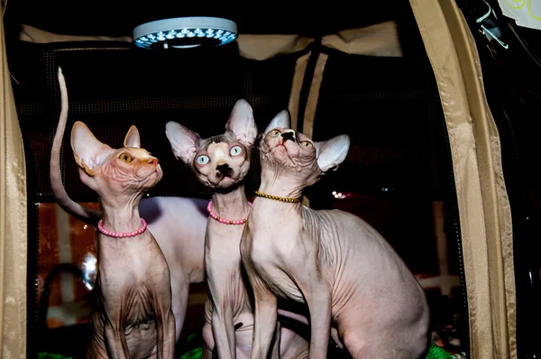 A cat of breed the Canadian Sphynx. — Stock Photo, Image