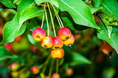 yabani elma ağaçları meyve