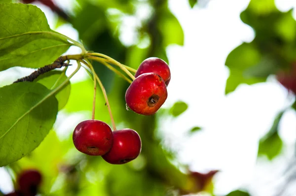 Os frutos das macieiras selvagens — Fotografia de Stock