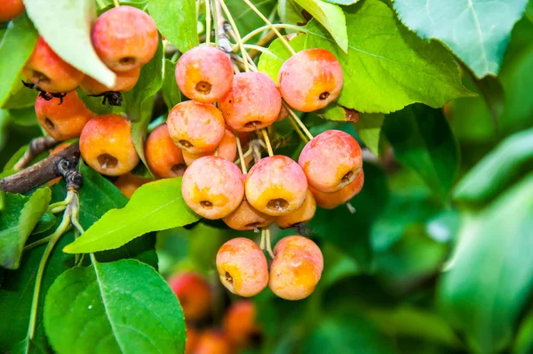 Los frutos de los manzanos silvestres — Foto de Stock