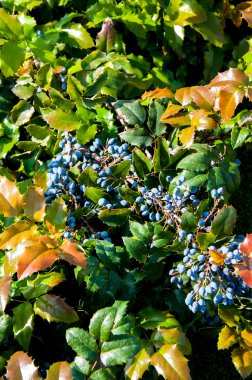 Mahonia aquifolium dökmeyen çalılar, cins mahonia