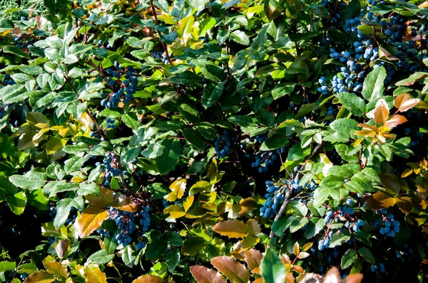 Mahonia aquifolium arbusti sempreverdi, il genere Mahonia — Foto Stock