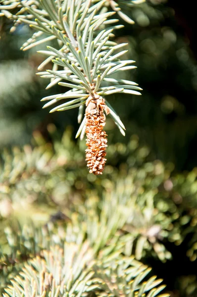 Strobile on spruce — Stock Photo, Image