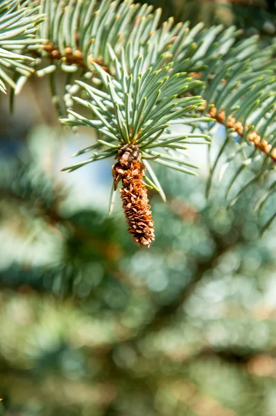 Strobile on spruce — Stock Photo, Image