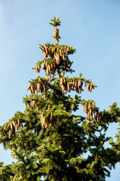 Strobile on spruce — Stock Photo, Image