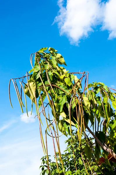 Catalpa 속 가족 bignoniaceae에서 식물의 — 스톡 사진