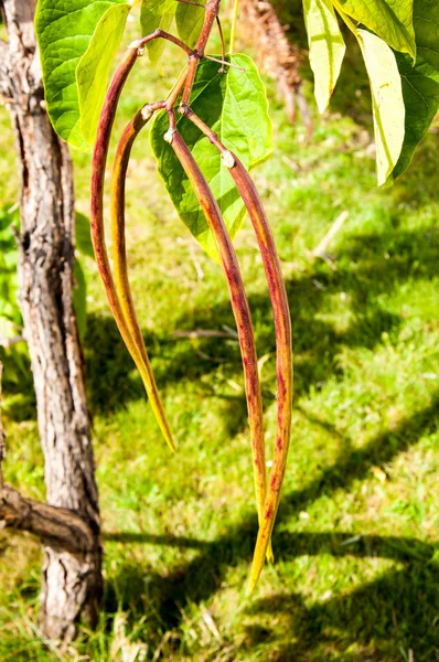 Catalpa genus of plants in the family bignoniaceae — Stock Photo, Image