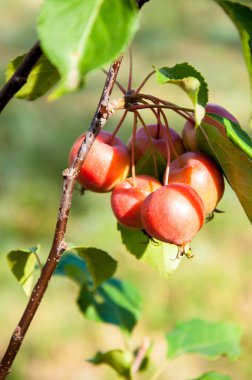 Malus baccata kırmızı Dikilitaş