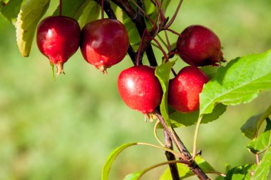 Malus baccata kırmızı Dikilitaş