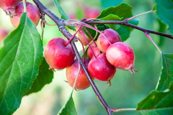 Malus baccata Red Obelisk — Stock Photo, Image