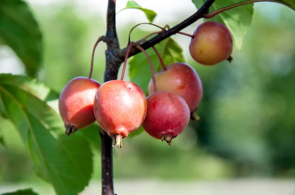 Malus baccata Red Obelisk — Stock Photo, Image