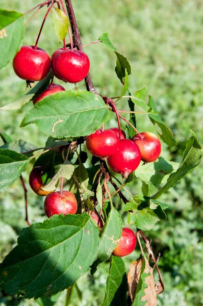 Malus baccata czerwony Obelisku — Zdjęcie stockowe