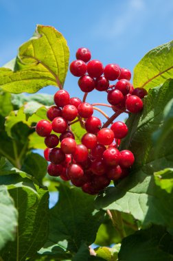 Kartopu bir aile adoxaceae odunsu çiçekli bitkilerde cinsidir.
