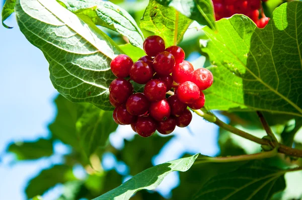 Kalina jest rodzaj drzewiastych roślin kwitnących w rodziny adoxaceae — Zdjęcie stockowe