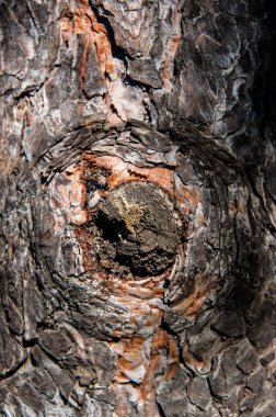 Ağaç kabuğu ayrıntılarını