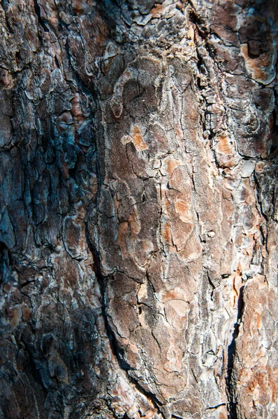 Detaljer av barken av trädet — Stockfoto