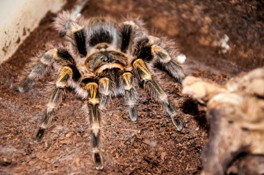Grammostola aureostriata