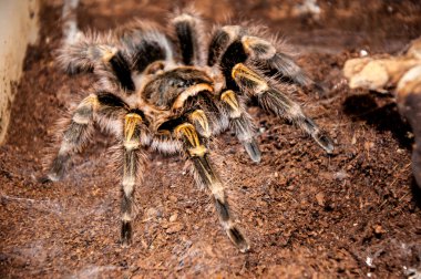 Grammostola aureostriata
