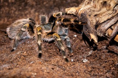 Grammostola aureostriata
