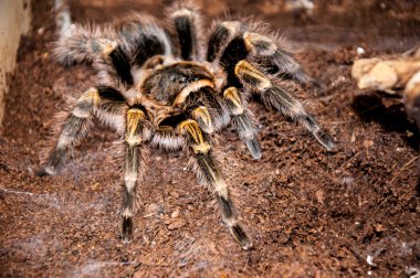 Grammostola aureostriata