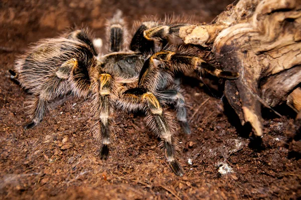 Grammostola aureostriata — Stockfoto