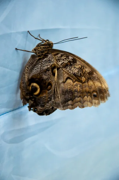 Mariposa búhos ojos, Caligo Memnon — Foto de Stock