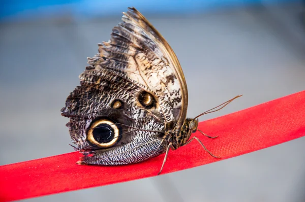 Mariposa búhos ojos, Caligo Memnon — Foto de Stock