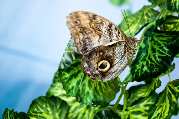 Butterfly owls eyes, Caligo Memnon — Stock Photo, Image