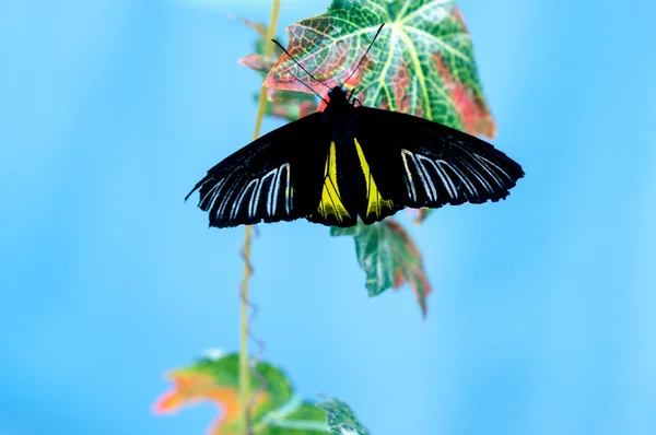 Gouden pticekrylka of troides rhadamantus — Stockfoto