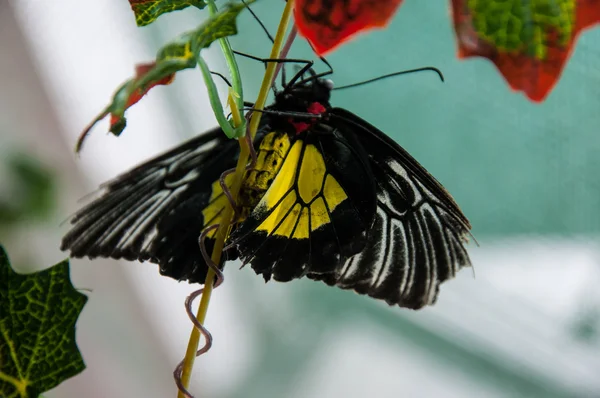 Pticekrylka oro o Troides Rhadamantus — Foto de Stock