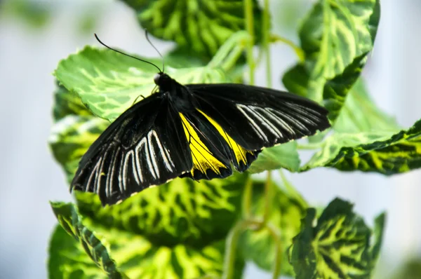 Gold Pticekrylka или Troides Rhadamantus — стоковое фото