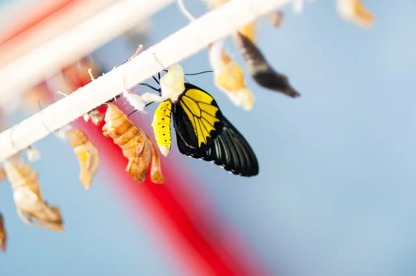 Transformación de la crisálida en Mariposa Troides Rhadamantus —  Fotos de Stock