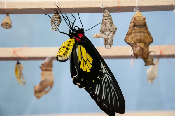Трансформация куколки в бабочку Troides Rhadamantus Лицензионные Стоковые Изображения