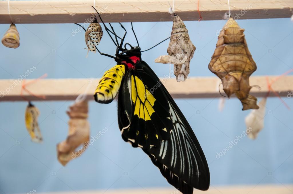 Transformation of the chrysalis to Butterfly Troides Rhadamantus