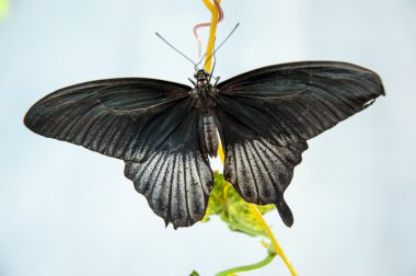 tropikal kelebek papilio LOWI erkek