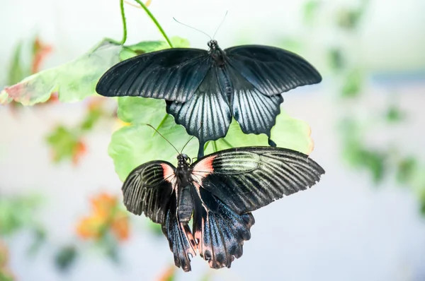 Tropische vlinder papilio lowi man — Stockfoto