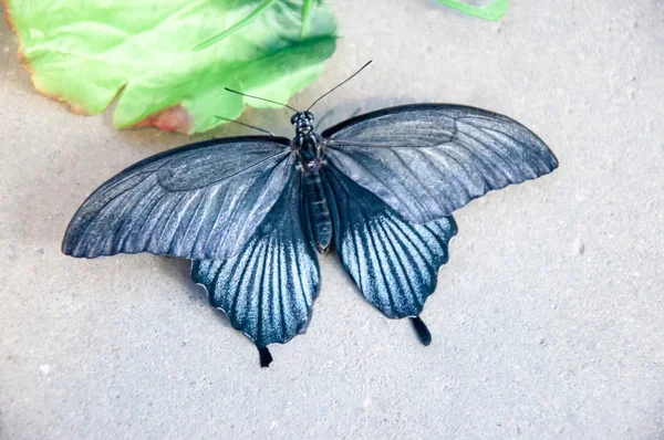 Mariposa tropical Papilio Lowi macho — Foto de Stock