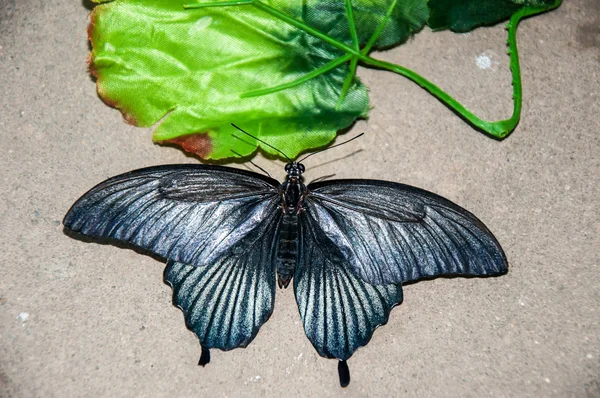 Tropische vlinder papilio lowi man — Stockfoto