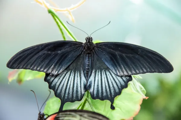 Farfalla tropicale Papilio Lowi maschio — Foto Stock