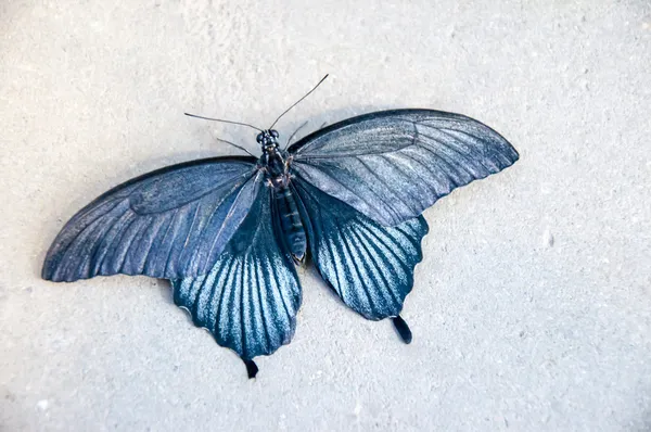 Farfalla tropicale Papilio Lowi maschio — Foto Stock